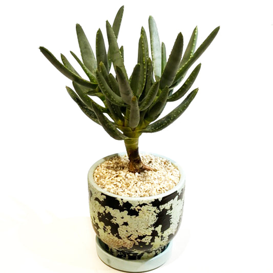 【多肉植物】アロエ・ラモシシマ(羅紋錦)Mサイズ|観葉植物