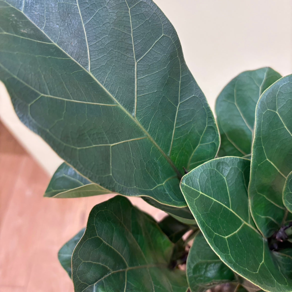 【カシワバゴム】フィカス・リラータ "バンビーノ"｜観葉植物