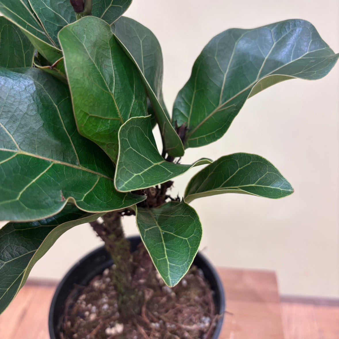 【カシワバゴム】フィカス・リラータ "バンビーノ"｜観葉植物