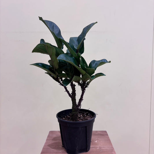 【キアティス】フィカス・キアティスティプラ｜観葉植物