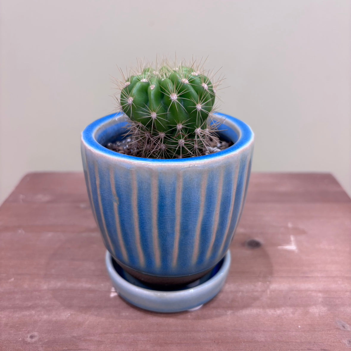 【サボテン・金盛丸】観葉植物（陶器製鉢付き）