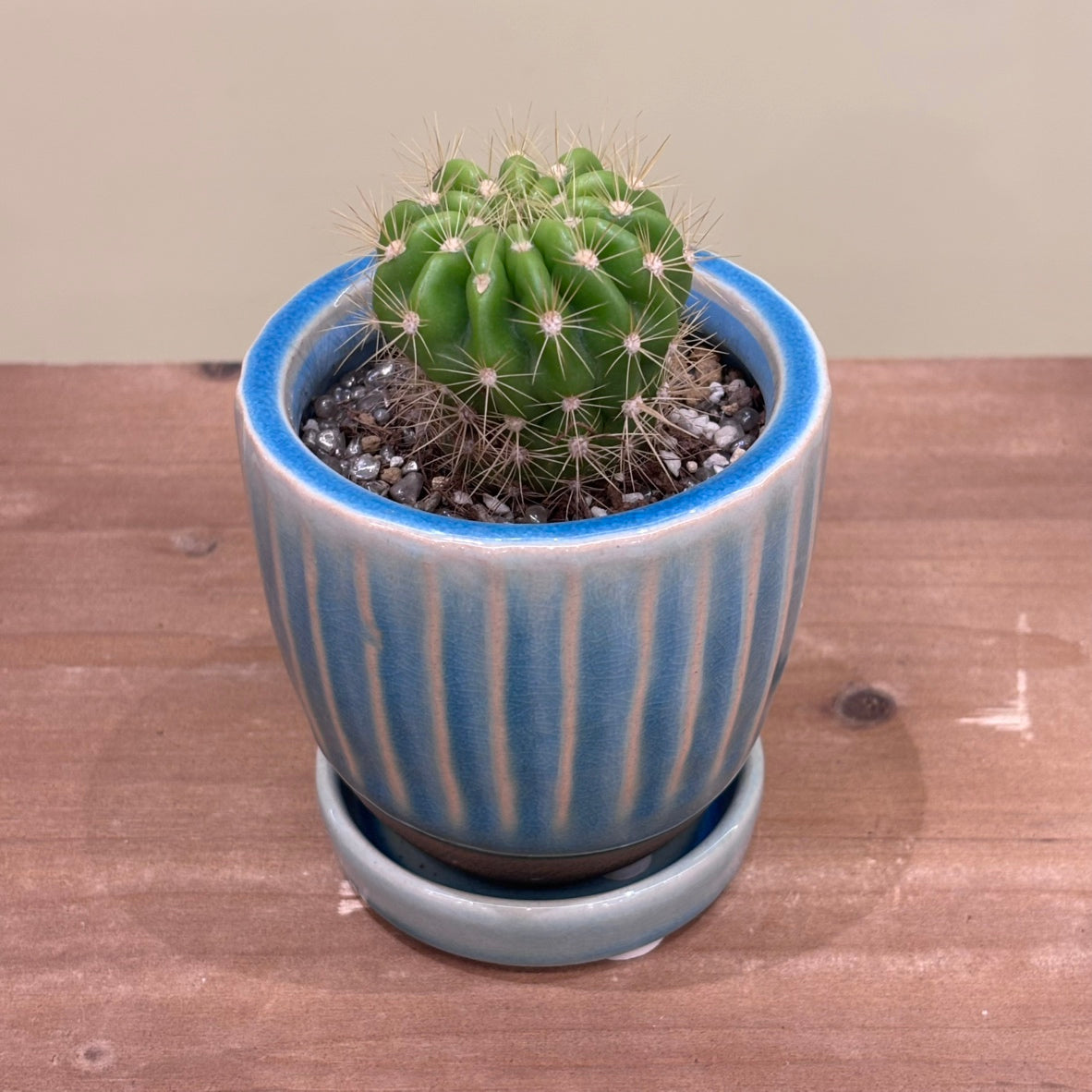 【サボテン・金盛丸】観葉植物（陶器製鉢付き）