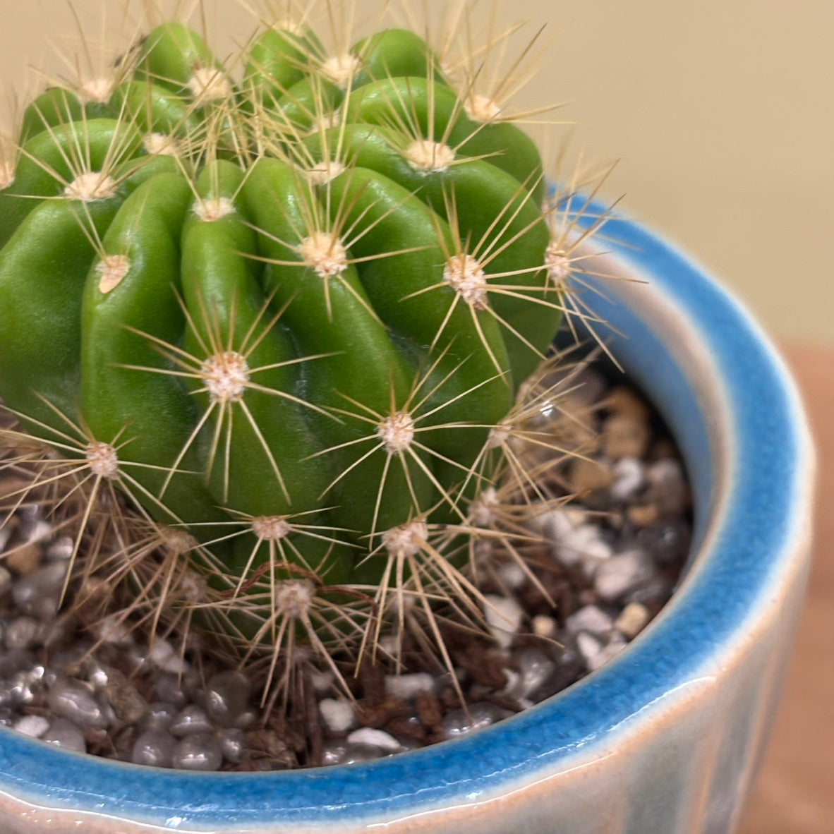 【サボテン・金盛丸】観葉植物（陶器製鉢付き）