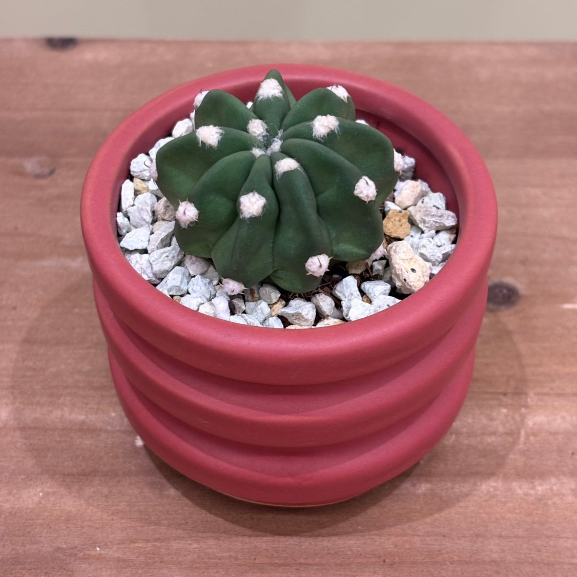 【サボテン・棘無短毛丸】観葉植物（陶器製鉢付き）