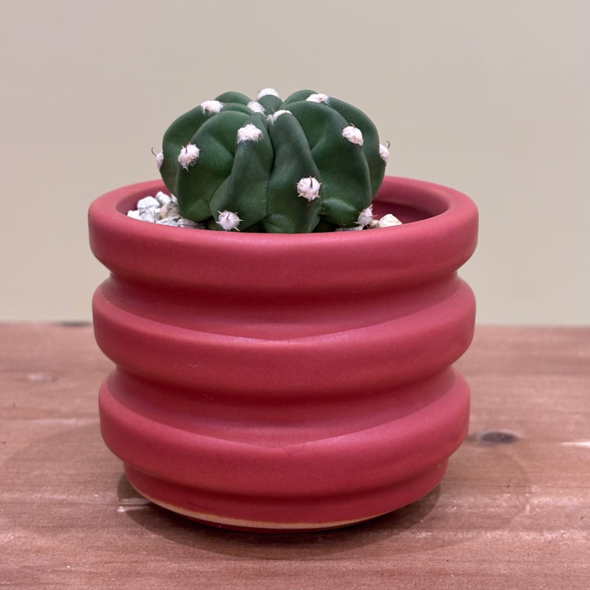 【サボテン・棘無短毛丸】観葉植物（陶器製鉢付き）