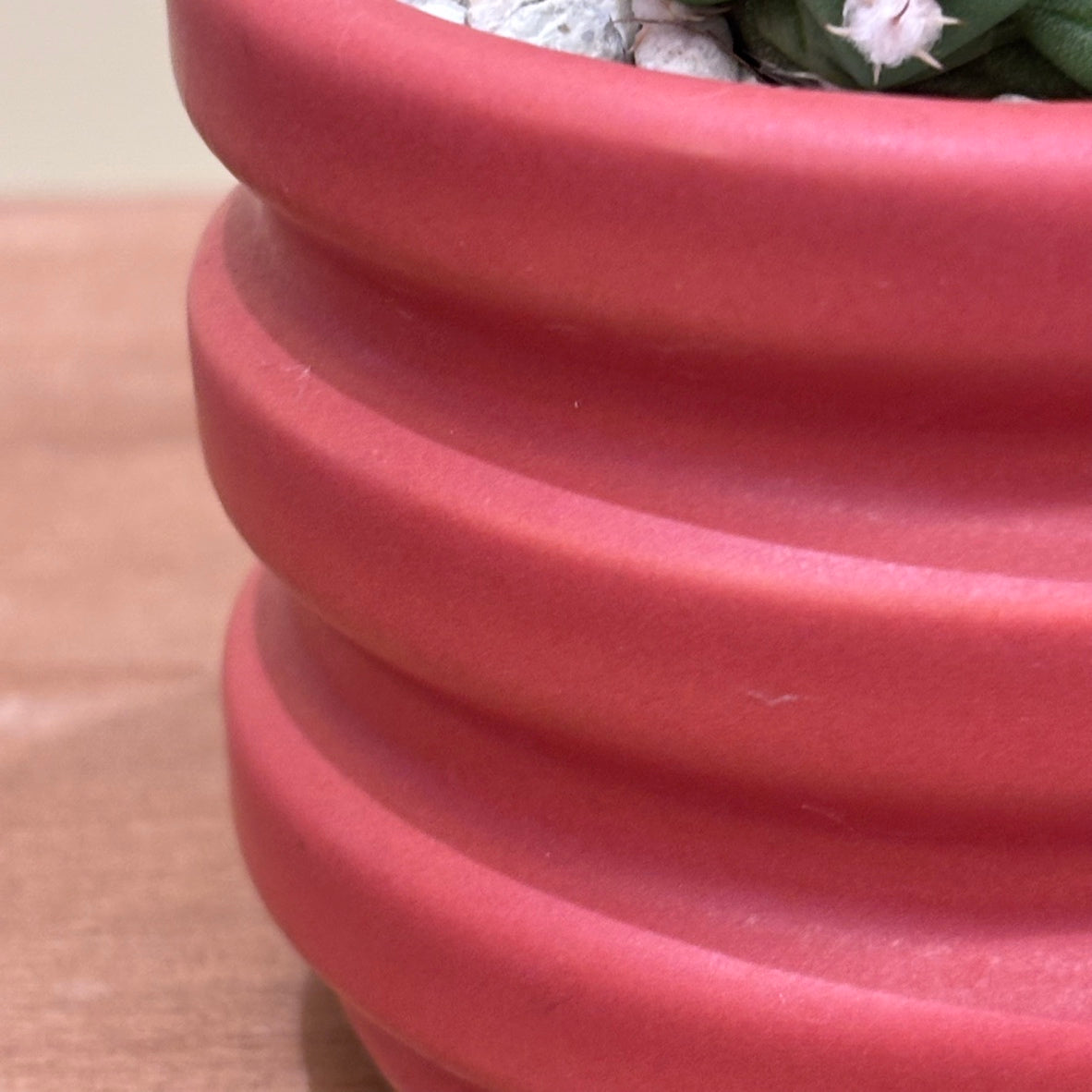 【サボテン・棘無短毛丸】観葉植物（陶器製鉢付き）