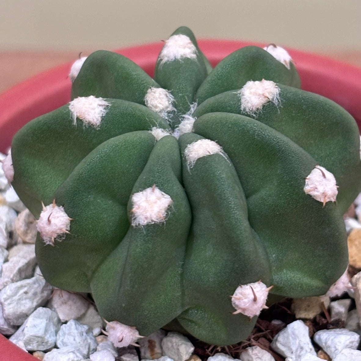 【サボテン・棘無短毛丸】観葉植物（陶器製鉢付き）