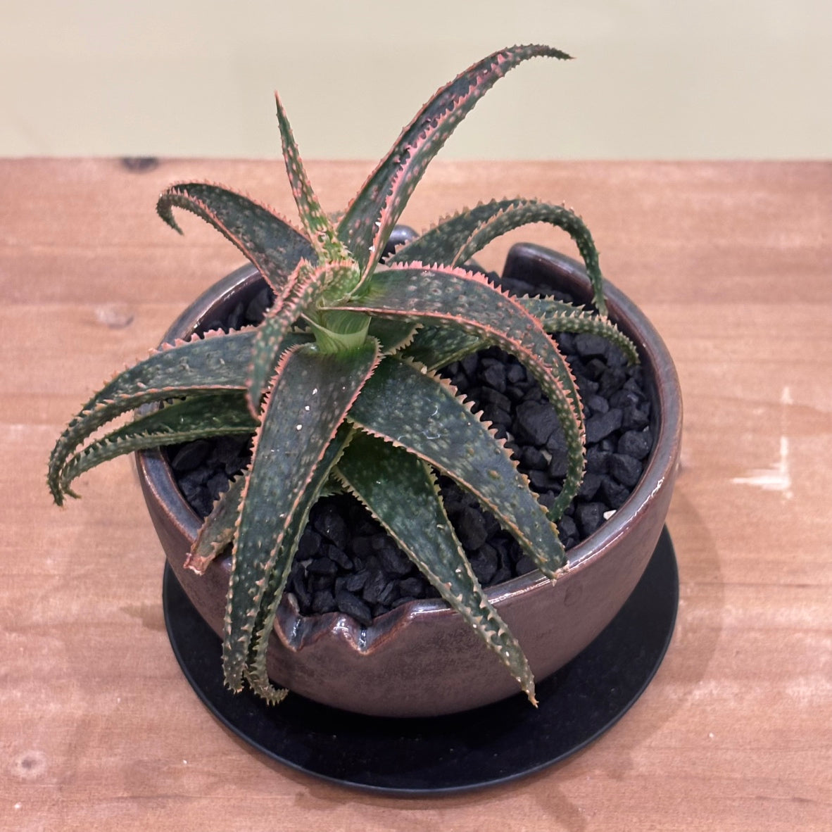 【多肉植物】アロエ クリスマス・キャロル 陶器付き｜観葉植物