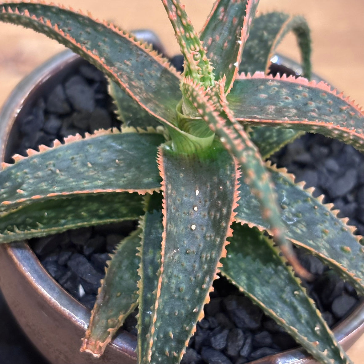 【多肉植物】アロエ クリスマス・キャロル 陶器付き｜観葉植物