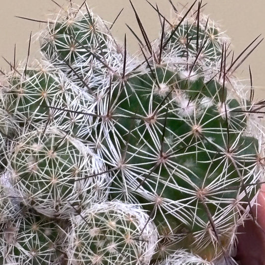 【サボテン・赤花銀手毬】観葉植物（陶器製鉢付き）