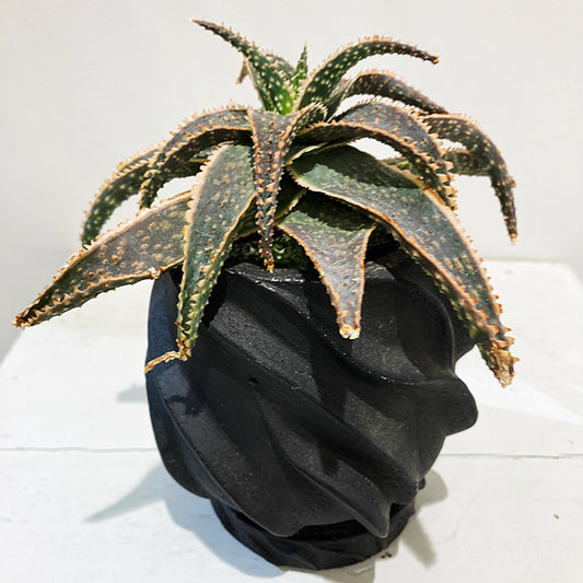 【多肉植物】アロエ クリスマス・キャロル 陶器付き|観葉植物