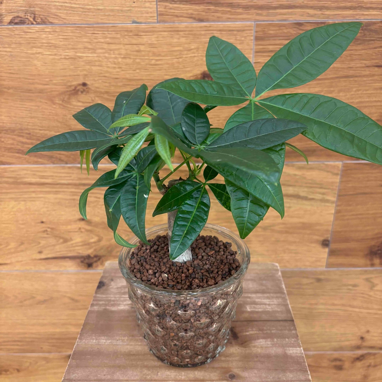 【パキラ】ハイドロカルチャー観葉植物 (ガラス器鉢付き)