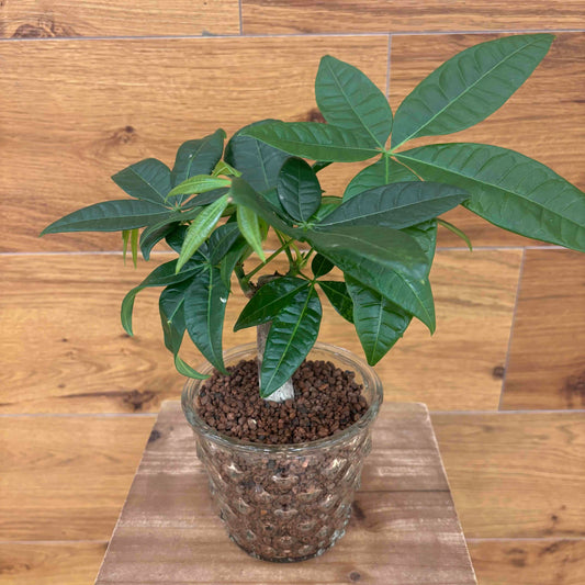 【パキラ】ハイドロカルチャー観葉植物 (ガラス器鉢付き)