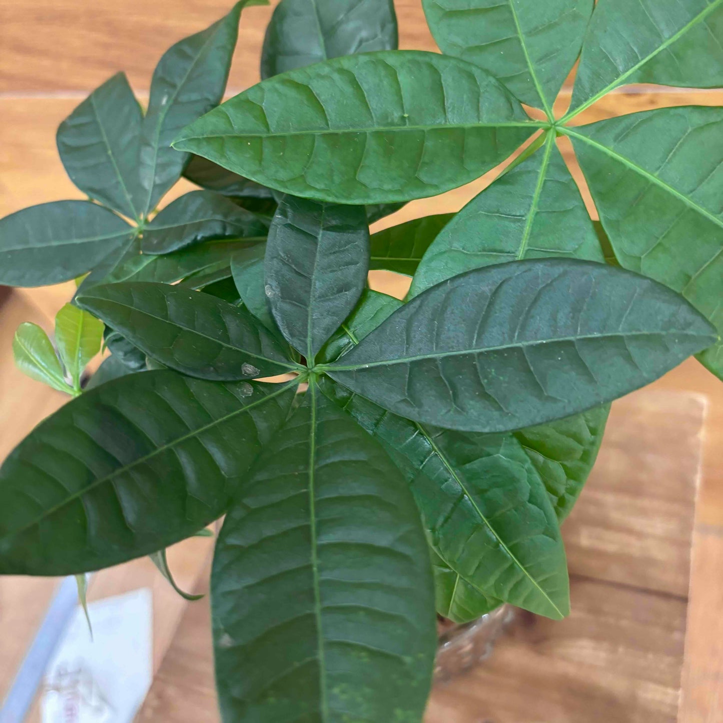 【パキラ】ハイドロカルチャー観葉植物 (ガラス器鉢付き)