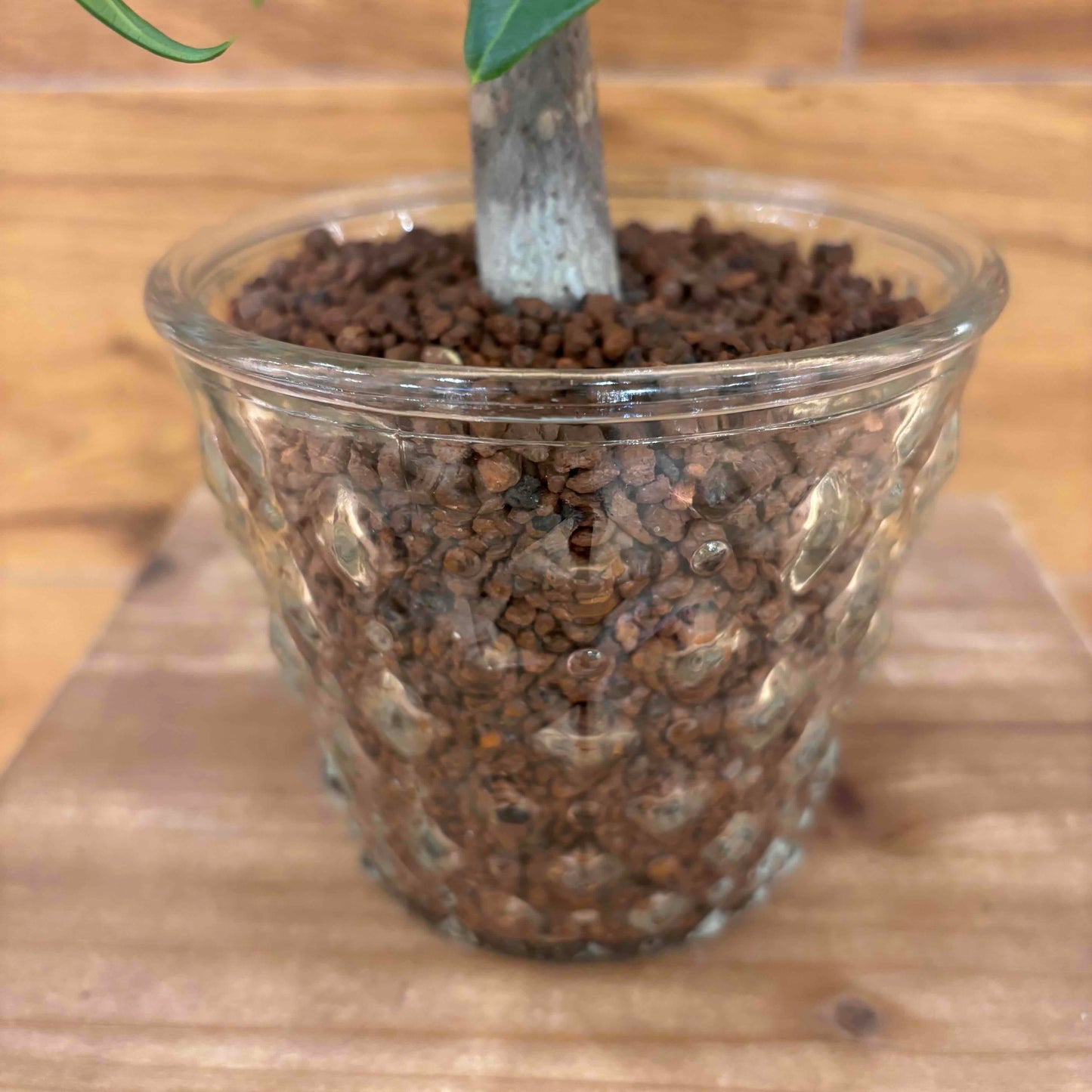 【パキラ】ハイドロカルチャー観葉植物 (ガラス器鉢付き)