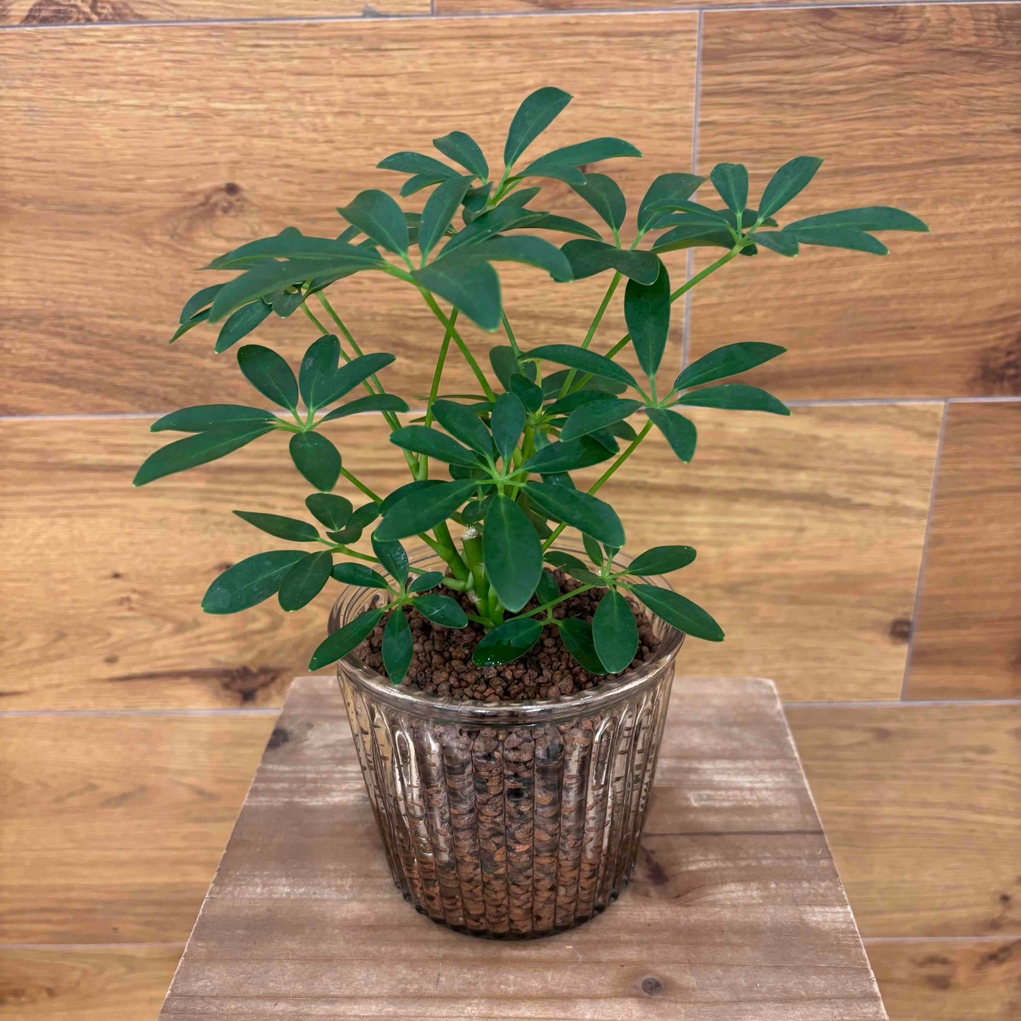 [Schefflera] Lightweight soil made from new materials "TUTTI" | Glass container | Small | Houseplant