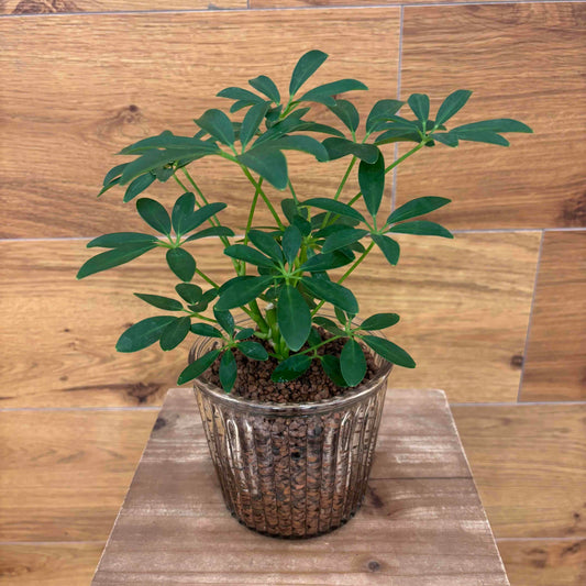 【シェフレラ】ハイドロカルチャー|ガラス器|Sサイズ|観葉植物