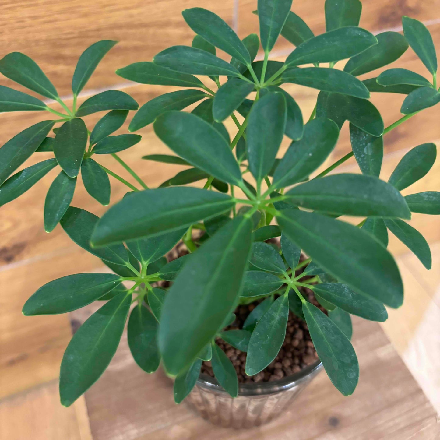 [Schefflera] Lightweight soil made from new materials "TUTTI" | Glass container | Small | Houseplant