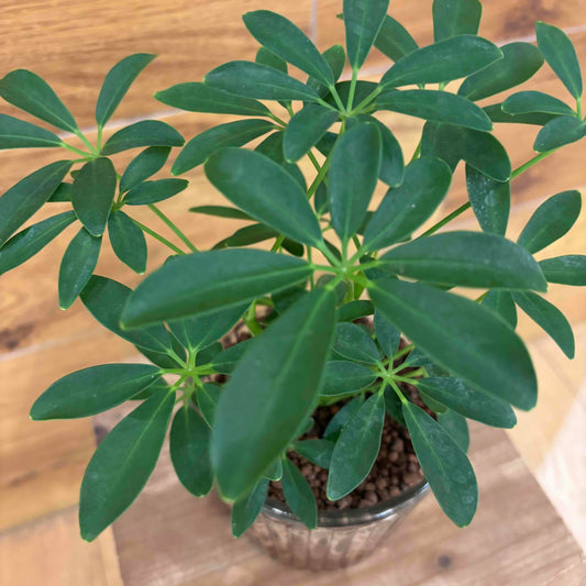 【シェフレラ】ハイドロカルチャー｜ガラス器｜Sサイズ｜観葉植物