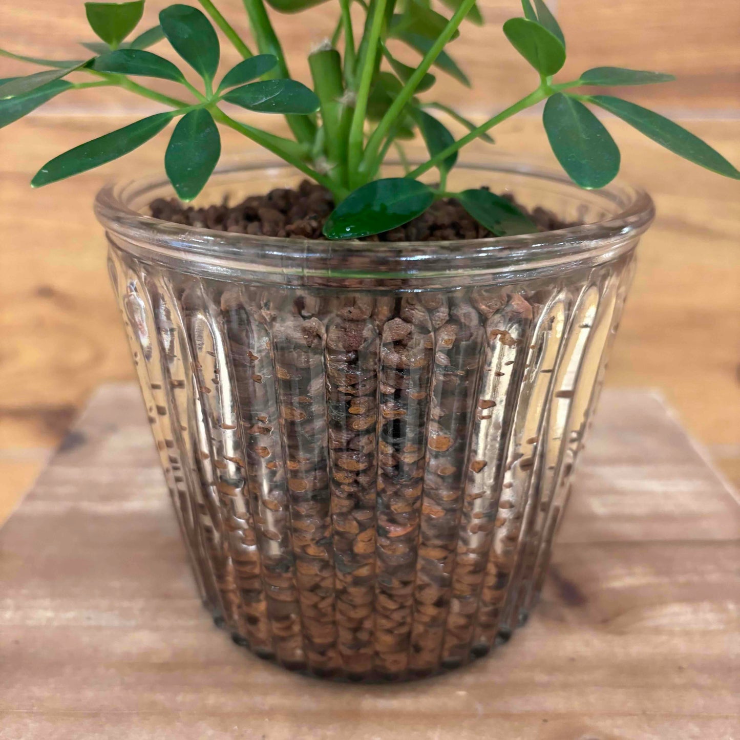 [Schefflera] Lightweight soil made from new materials "TUTTI" | Glass container | Small | Houseplant