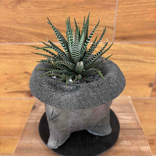【ハオルチア 十二の巻錦】観葉植物 (足付き陶器鉢)