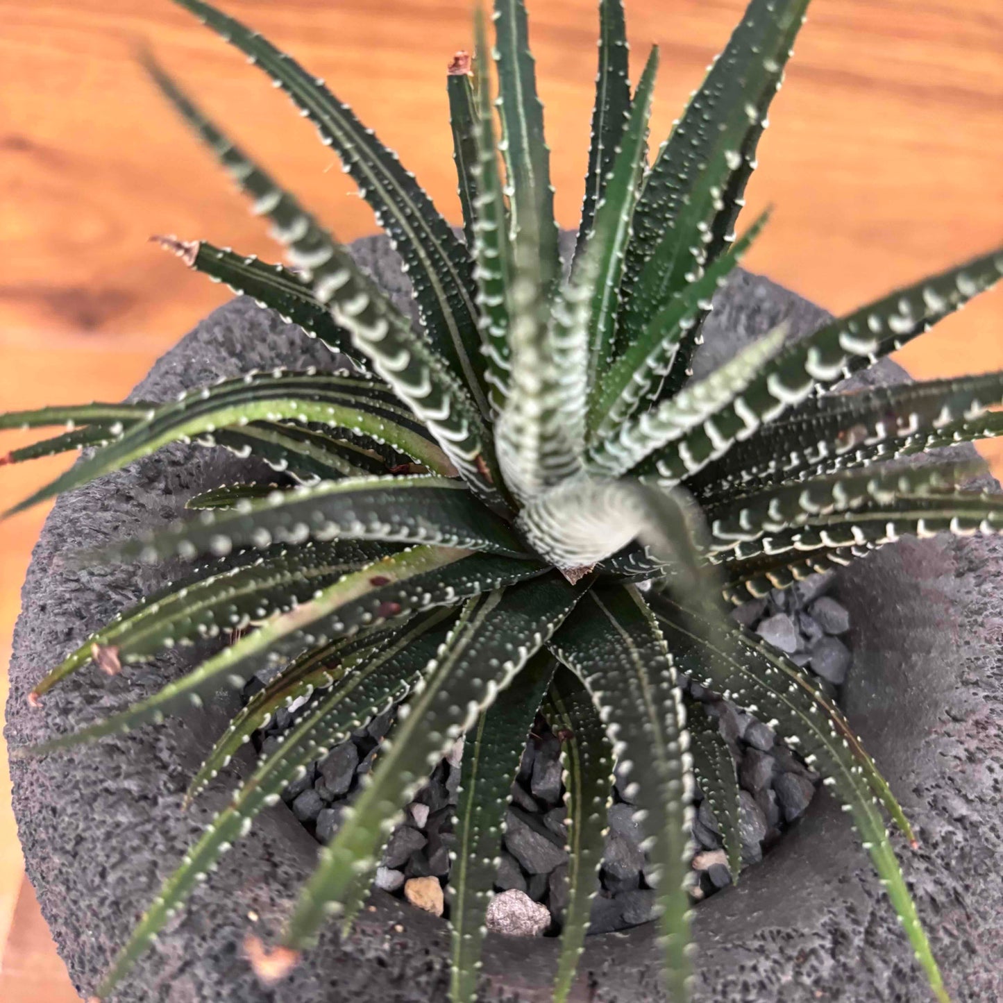 [Sansevieria] Lightweight soil made from new materials "TUTTI" | Glass container | Small size | Houseplant