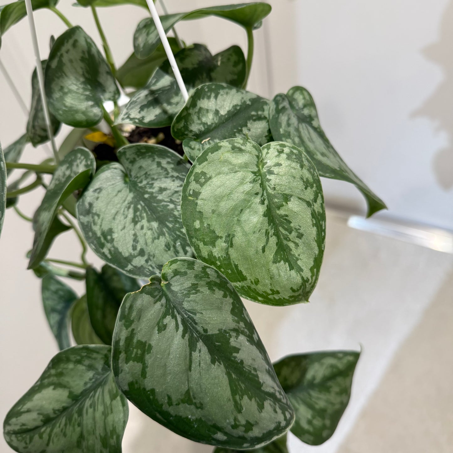 【スキンダプサス・トレビー】吊り鉢｜観葉植物