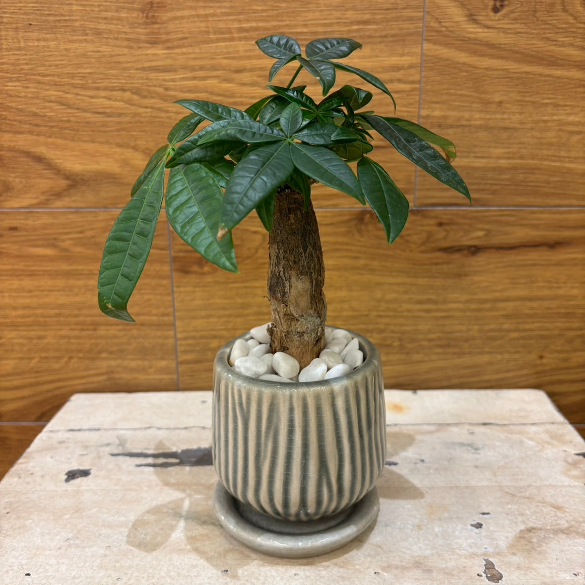 【パキラ】観葉植物 (陶器鉢付き)