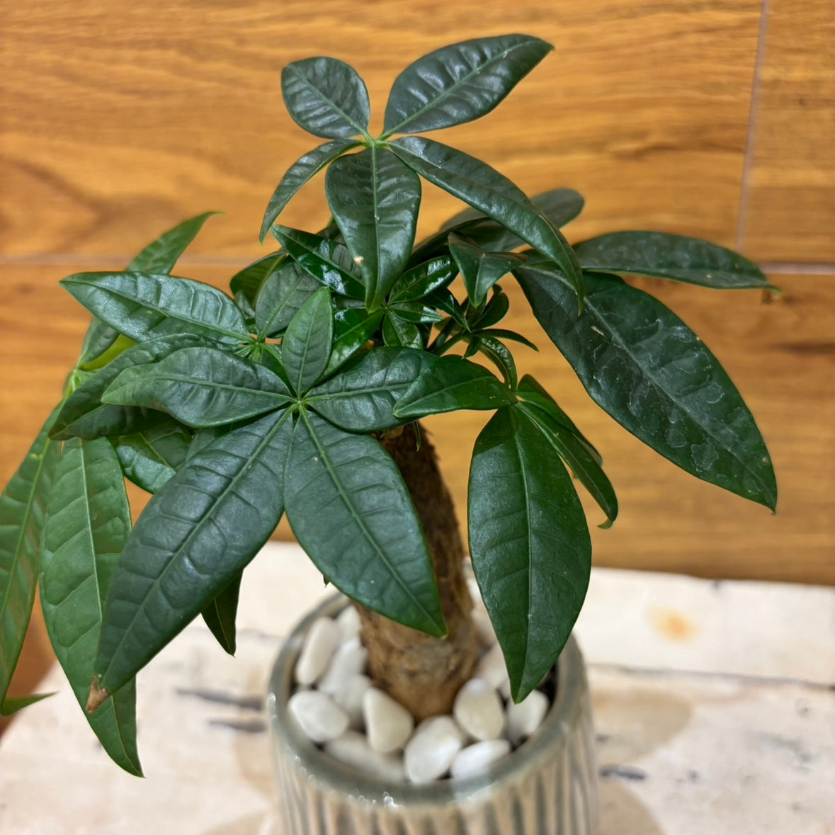 【パキラ】観葉植物 (陶器鉢付き)