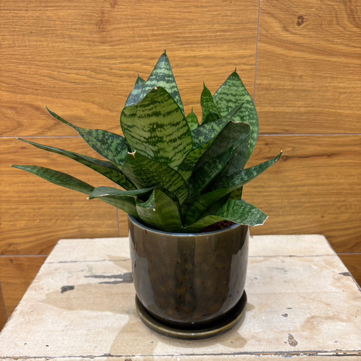 Sansevieria Green Compacta in a small ceramic pot | Houseplant