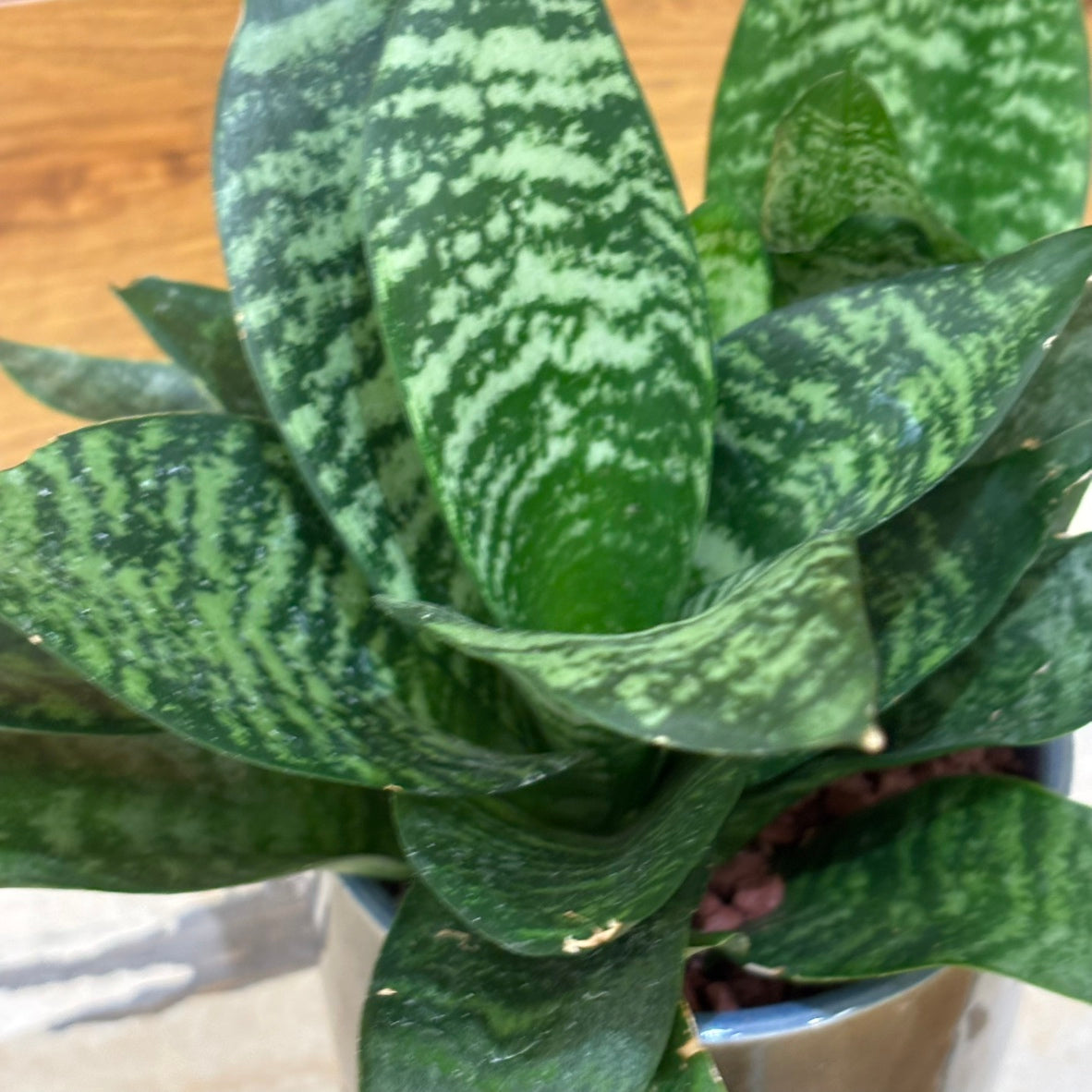 Sansevieria Green Compacta in a small ceramic pot | Houseplant