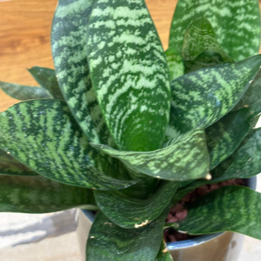 【サンスベリア】陶器鉢 Sサイズ｜観葉植物