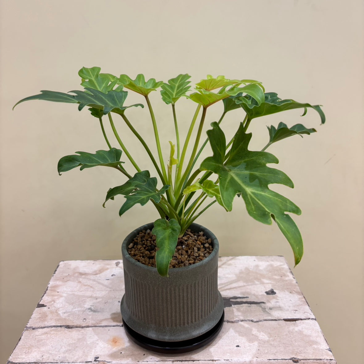 【フィロデンドロン・クッカバラ ‘ライム’】｜観葉植物