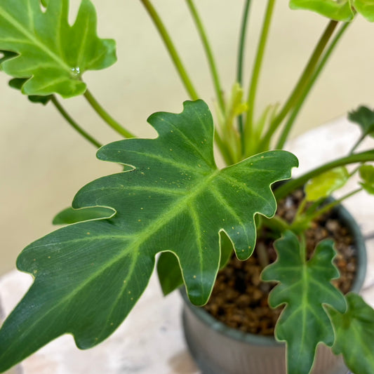 [Philodendron] Selloum | Ceramic pot | Houseplant