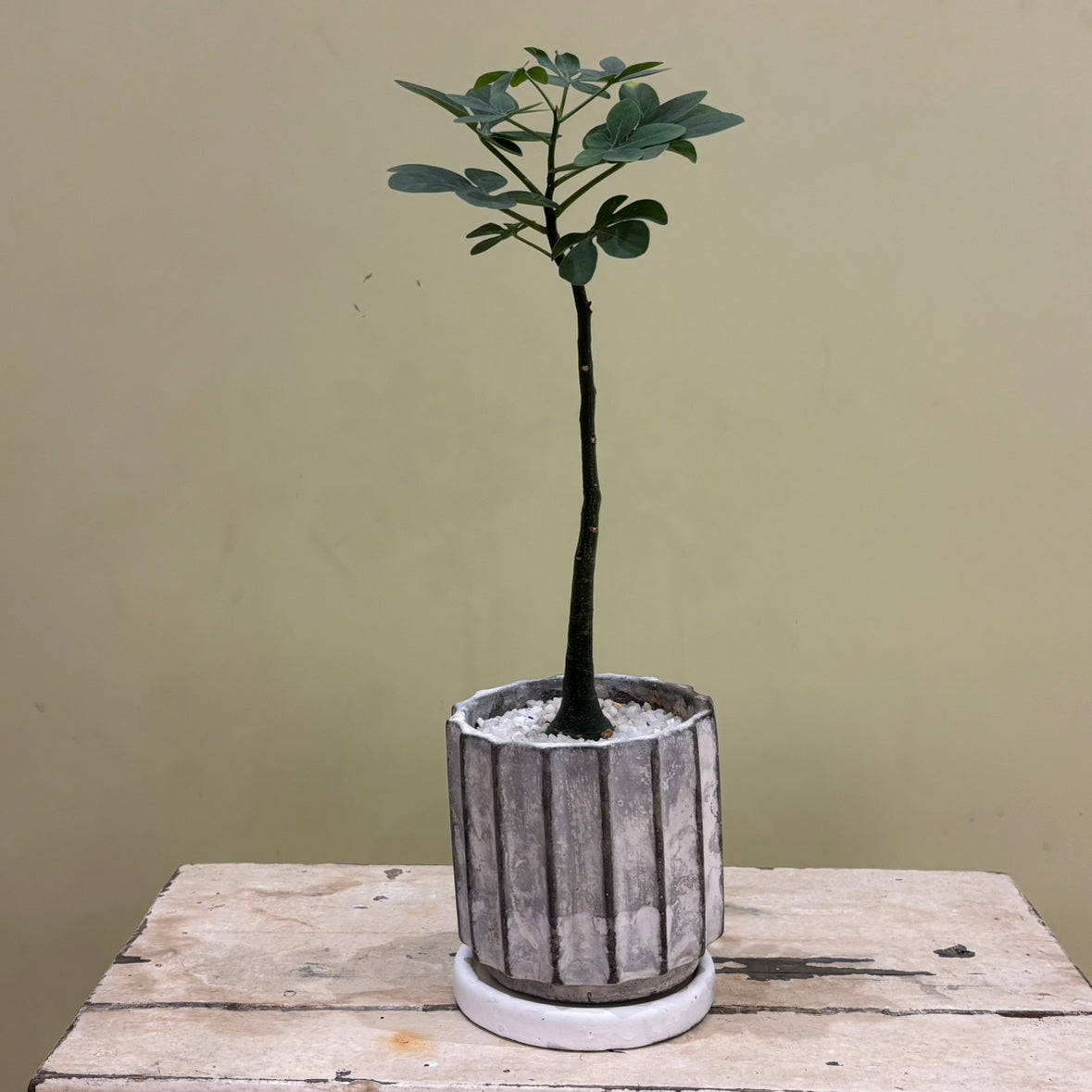 【多肉植物】アデニア・グラウカ 陶器付き｜観葉植物