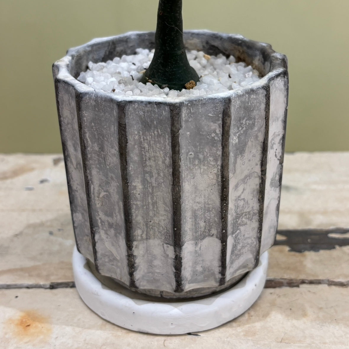【多肉植物】アデニア・グラウカ 陶器付き｜観葉植物