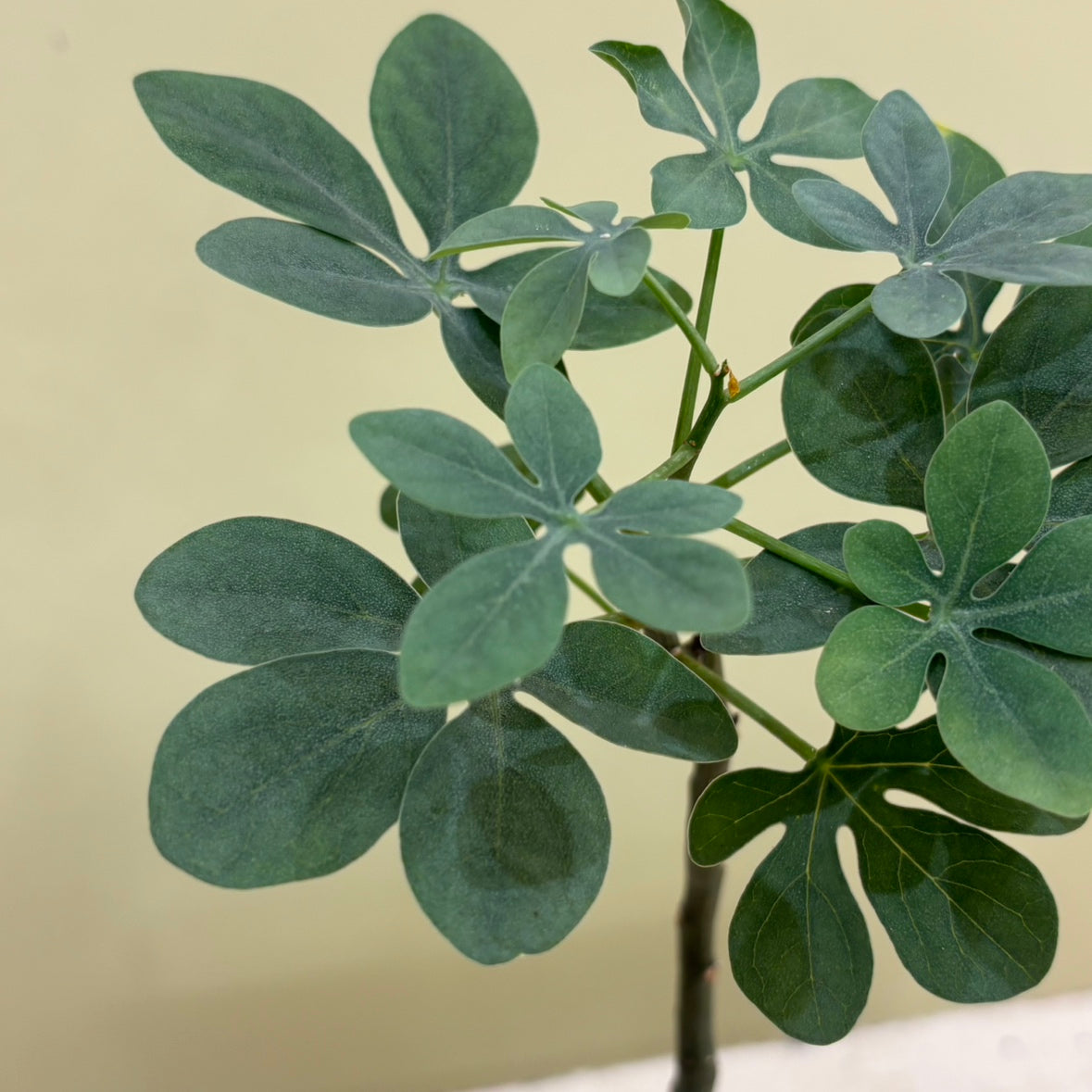 【多肉植物】アデニア・グラウカ 陶器付き｜観葉植物