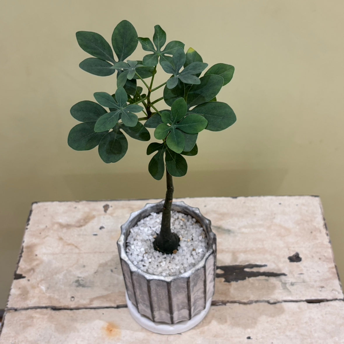 【多肉植物】アデニア・グラウカ 陶器付き｜観葉植物