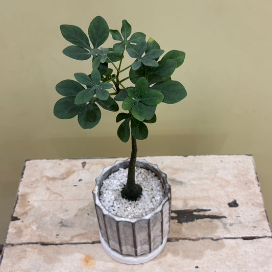 【多肉植物】アデニア・グラウカ 陶器付き｜観葉植物