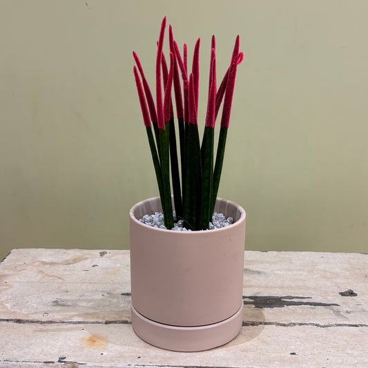 【カラフルサンスベリア】陶器鉢｜観葉植物