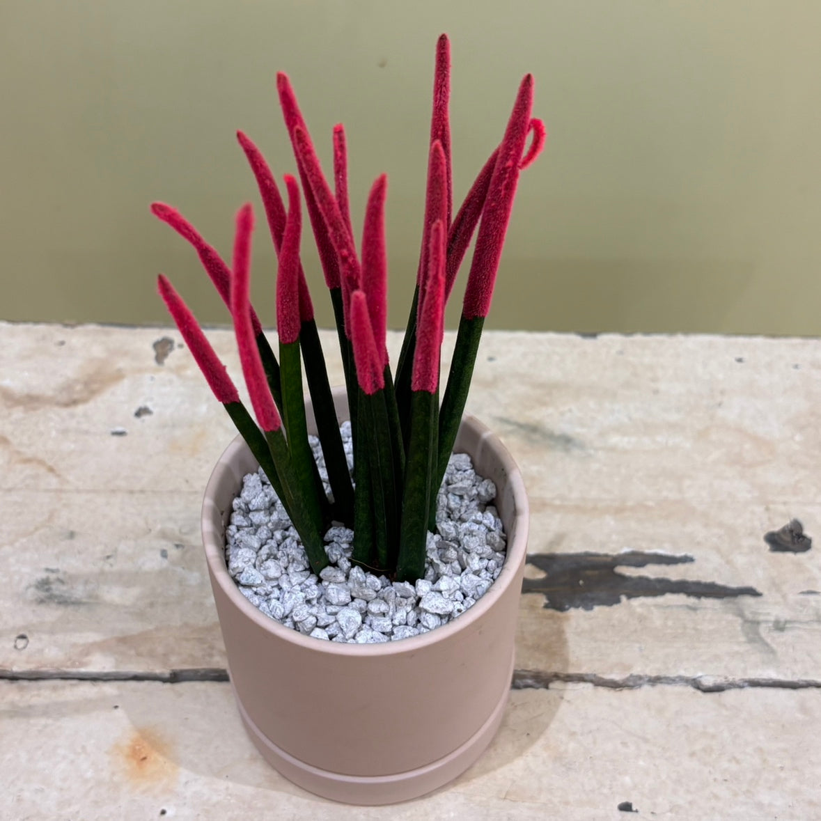 【カラフルサンスベリア】陶器鉢｜観葉植物