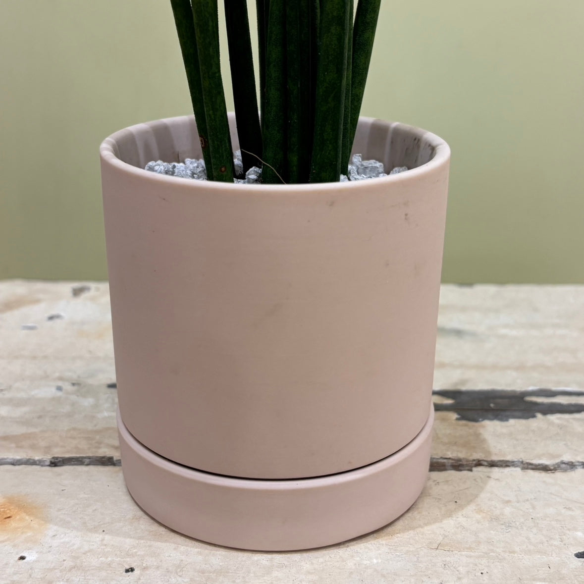 【カラフルサンスベリア】陶器鉢｜観葉植物