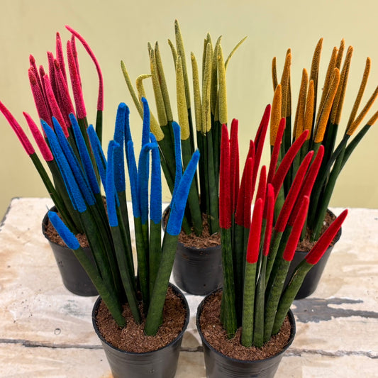 Sansevieria, Medium size | Houseplant