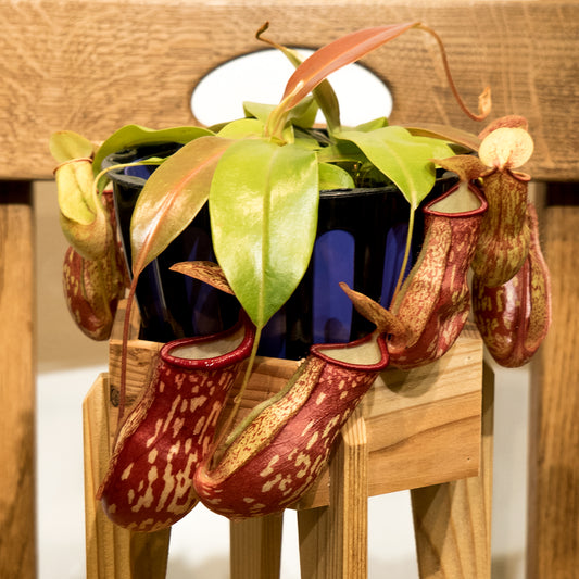 【ウツボカズラ】ネペンテス・ガヤ|観葉植物