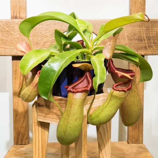 【ウツボカズラ】ネペンテス ベントリコーサ(レッド)×トランカータ|観葉植物