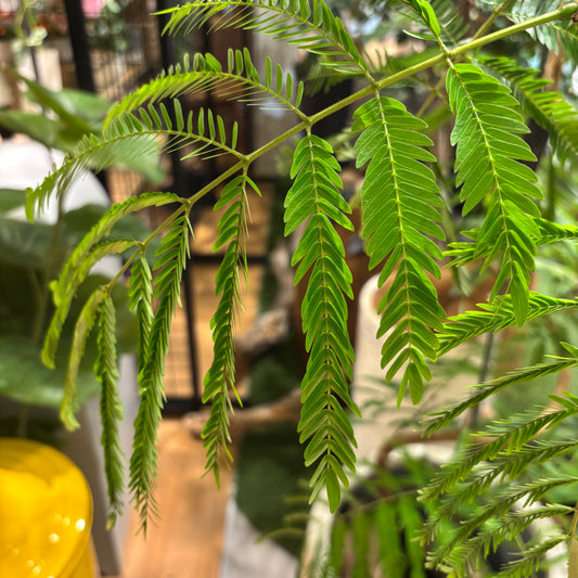 【エバーフレッシュ】大型サイズ｜観葉植物《店頭受取・大阪近郊配送のみ》