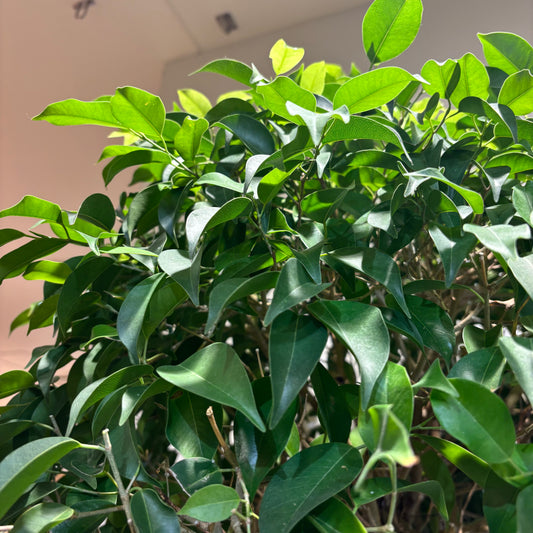 【ベンジャミナ・リッチ】大型サイズ｜観葉植物《店頭受取・大阪近郊配送のみ》