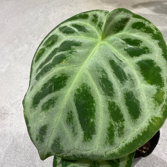 Sansevieria Bonserensis (potted) | Houseplant