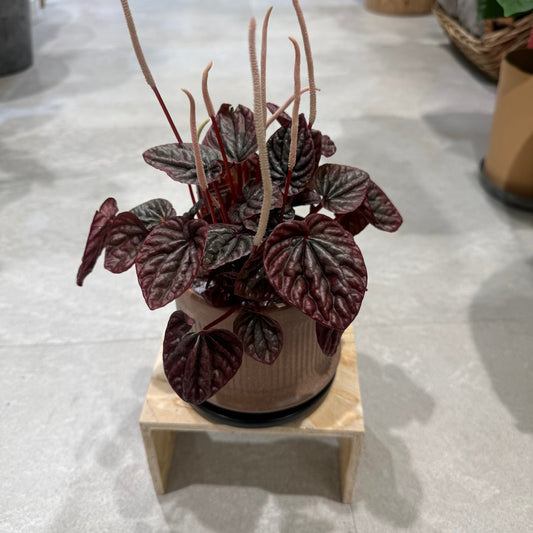 【ペペロミア・バーガンディ】陶器鉢｜小型｜観葉植物