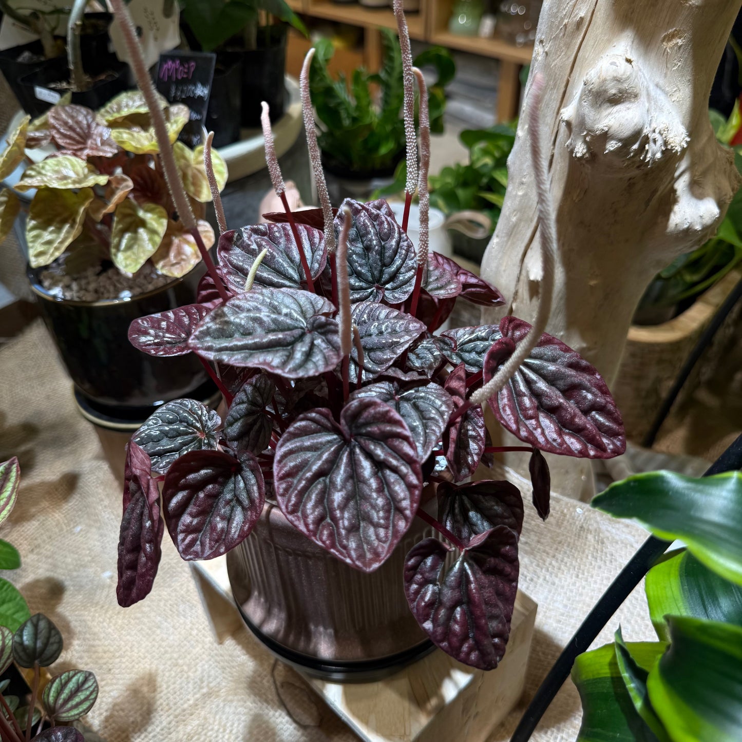 【ペペロミア・バーガンディ】陶器鉢｜小型｜観葉植物